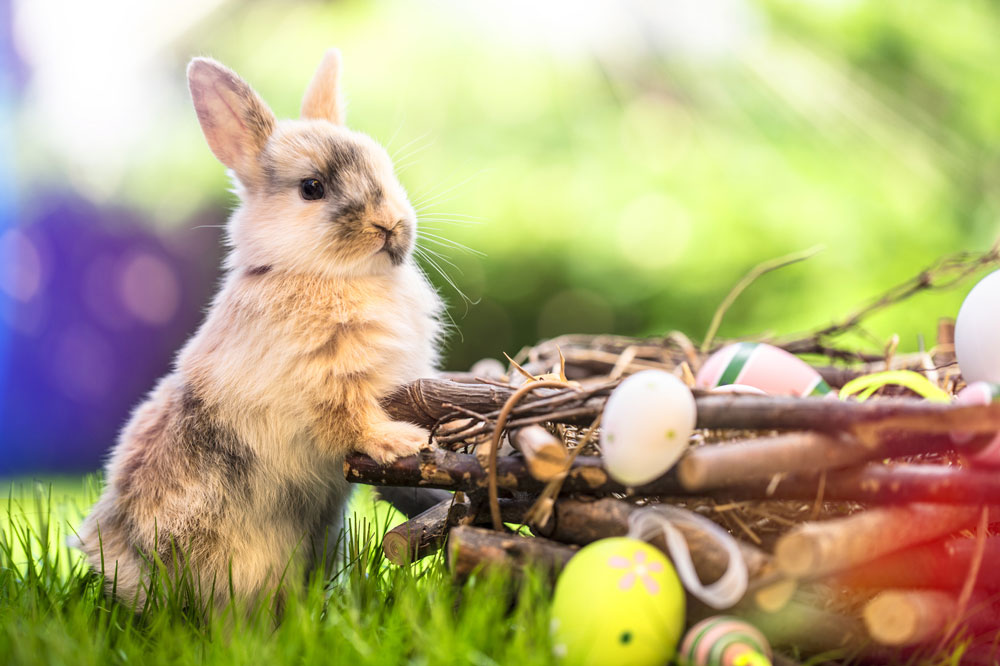 Neuigkeiten Frohe Ostern
